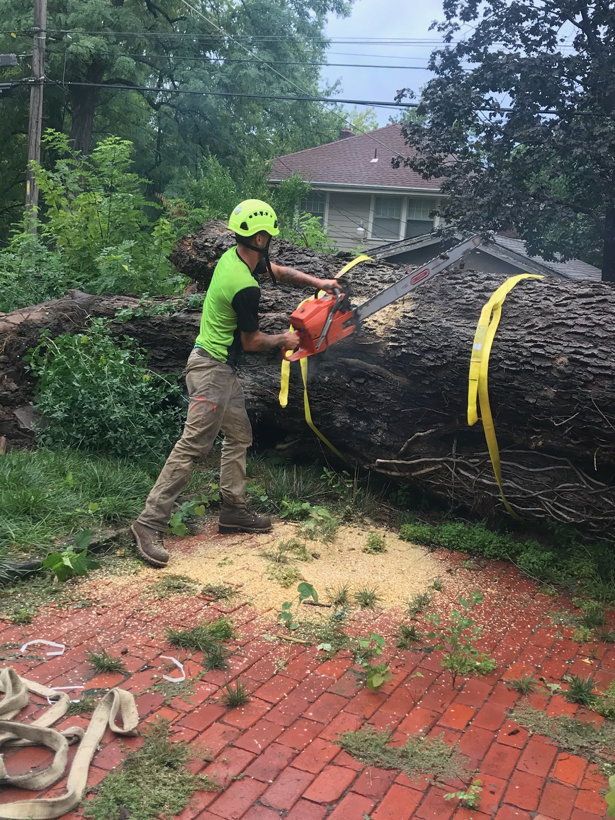 Kansas City Tree Care climber cutting a large removed oak trunk